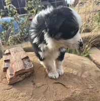 Breeze, a female Australian Shepherd for sale in Snowflake, AZ – Photo 6 of 10