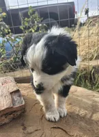 Breeze, a female Australian Shepherd for sale in Snowflake, AZ – Photo 8 of 10