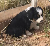 Breeze, a female Australian Shepherd for sale in Snowflake, AZ – Photo 5 of 10