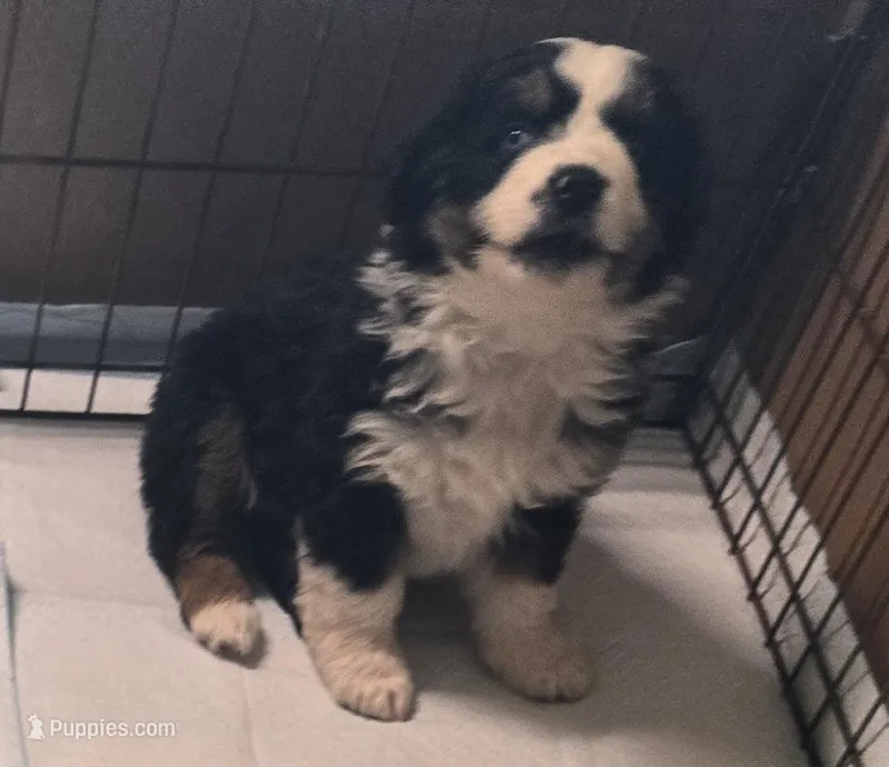 Breeze – Australian Shepherd puppy for sale in Snowflake, AZ