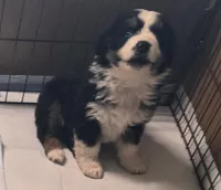 Breeze, a female Australian Shepherd for sale in Snowflake, AZ – Photo 1 of 10