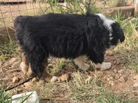 Breeze, a female Australian Shepherd for sale in Snowflake, AZ – Photo 10 of 10