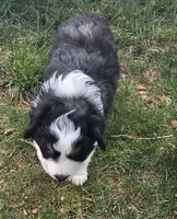 Breeze, a female Australian Shepherd for sale in Snowflake, AZ – Photo 2 of 10