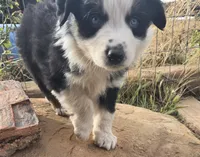 Breeze, a female Australian Shepherd for sale in Snowflake, AZ – Photo 7 of 10