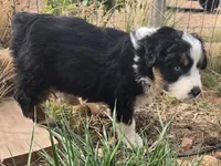 Breeze, a female Australian Shepherd for sale in Snowflake, AZ – Photo 9 of 10