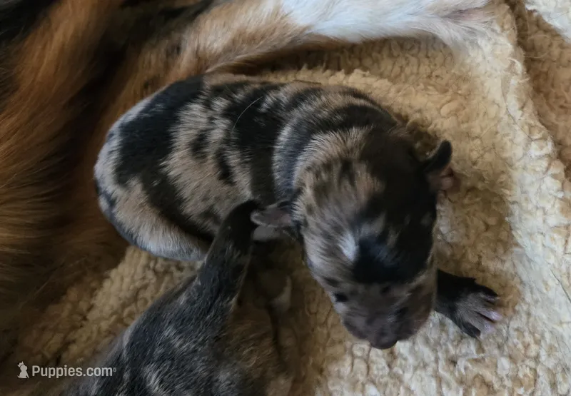 Camo – Australian Shepherd, Belgian Malinois puppy for sale in Snowflake, AZ