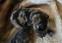 Camo, a male Australian Shepherd and Belgian Malinois for sale in Snowflake, AZ – 1 of 6
