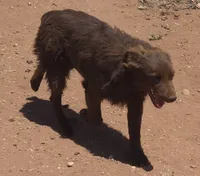 Red Bull, a male Australian Shepherd for sale in Snowflake, AZ – 2 of 8