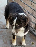 Scarlet, a female Australian Shepherd for sale in Snowflake, AZ – 2 of 2