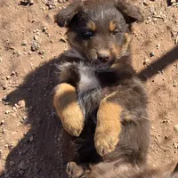 Whisper, a female Australian Shepherd for sale in Snowflake, AZ – Photo 4 of 4