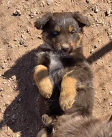 Whisper, a female Australian Shepherd for sale in Snowflake, AZ – Photo 4 of 4