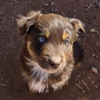 Whisper, a female Australian Shepherd for sale in Snowflake, AZ – Photo 3 of 4