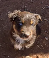 Whisper, a female Australian Shepherd for sale in Snowflake, AZ – Photo 3 of 4