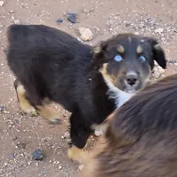 Whisper, a female Australian Shepherd for sale in Snowflake, AZ – Photo 2 of 4
