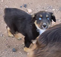 Whisper, a female Australian Shepherd for sale in Snowflake, AZ – Photo 2 of 4