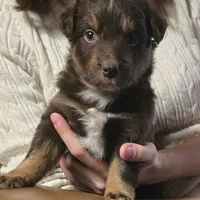 Whisper, a female Australian Shepherd for sale in Snowflake, AZ – Photo 1 of 4