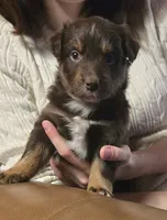 Whisper, a female Australian Shepherd for sale in Snowflake, AZ – Photo 1 of 4