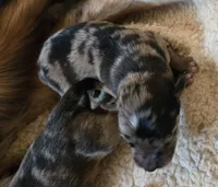 Camo, a male Australian Shepherd and Belgian Malinois for sale in Snowflake, AZ – 2 of 6