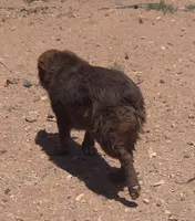Red Bull, a male Australian Shepherd for sale in Snowflake, AZ – 5 of 8
