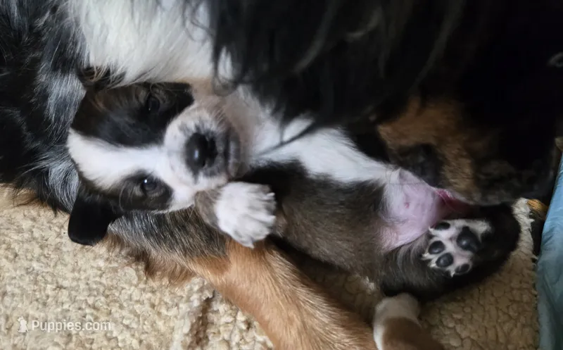 Ivy Jo – Australian Shepherd, Belgian Malinois puppy for sale in Snowflake, AZ