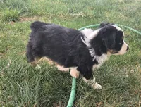Topaz, a female Australian Shepherd for sale in Snowflake, AZ – Photo 7 of 8