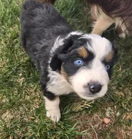 Topaz, a female Australian Shepherd for sale in Snowflake, AZ – Photo 5 of 8