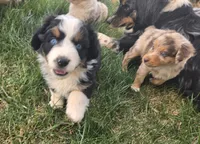 Topaz, a female Australian Shepherd for sale in Snowflake, AZ – Photo 6 of 8