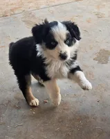 Topaz, a female Australian Shepherd for sale in Snowflake, AZ – Photo 2 of 8