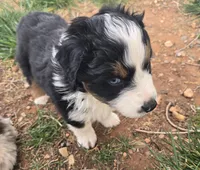Topaz, a female Australian Shepherd for sale in Snowflake, AZ – Photo 8 of 8