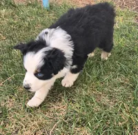 Topaz, a female Australian Shepherd for sale in Snowflake, AZ – Photo 3 of 8