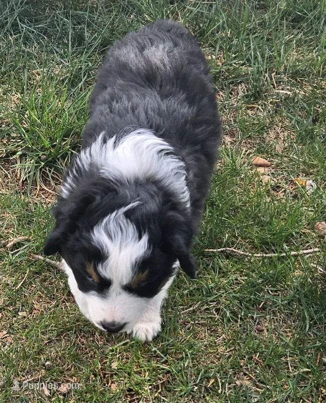 Topaz – Australian Shepherd puppy for sale in Snowflake, AZ