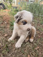 Tilly , a female Australian Shepherd for sale in Snowflake, AZ – Photo 2 of 10
