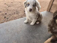 Tilly , a female Australian Shepherd for sale in Snowflake, AZ – Photo 10 of 10