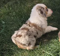 Tilly , a female Australian Shepherd for sale in Snowflake, AZ – Photo 4 of 10