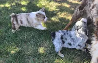 Tilly , a female Australian Shepherd for sale in Snowflake, AZ – Photo 9 of 10