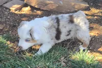 Tilly , a female Australian Shepherd for sale in Snowflake, AZ – Photo 7 of 10