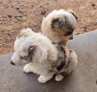 Tilly , a female Australian Shepherd for sale in Snowflake, AZ – Photo 8 of 10