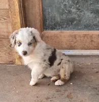 Tilly , a female Australian Shepherd for sale in Snowflake, AZ – Photo 5 of 10