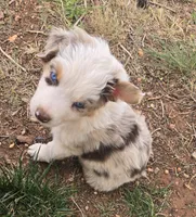 Tilly , a female Australian Shepherd for sale in Snowflake, AZ – Photo 3 of 10