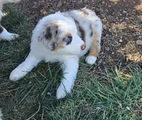 Tilly , a female Australian Shepherd for sale in Snowflake, AZ – Photo 6 of 10