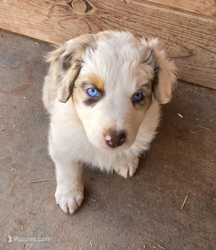 Tilly  – Australian Shepherd puppy for sale in Snowflake, AZ