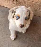 Tilly , a female Australian Shepherd for sale in Snowflake, AZ – Photo 1 of 10