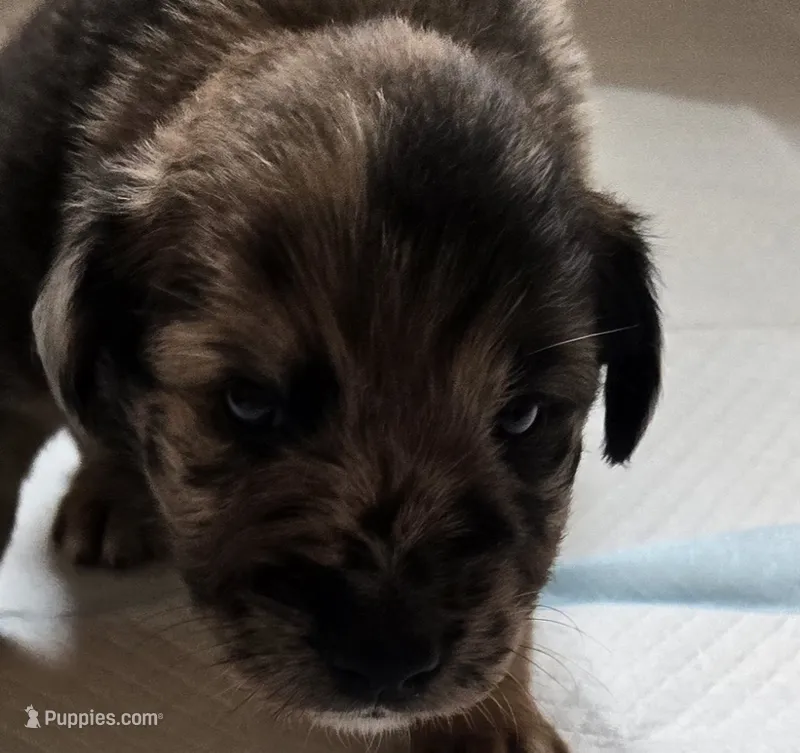 Camo – Australian Shepherd, Belgian Malinois puppy for sale in Snowflake, AZ