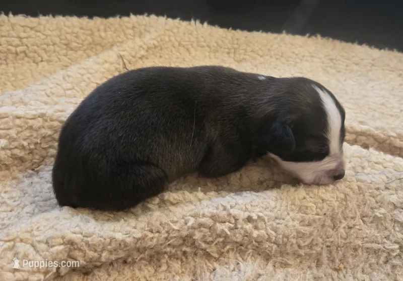 Ivy Jo – Australian Shepherd, Belgian Malinois puppy for sale in Snowflake, AZ