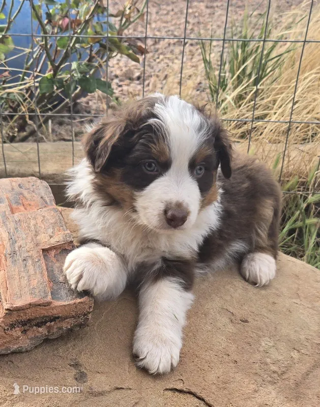 Matt – Australian Shepherd puppy for sale in Snowflake, AZ
