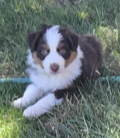 Matt, a male Australian Shepherd for sale in Snowflake, AZ – Photo 5 of 5