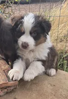 Matt, a male Australian Shepherd for sale in Snowflake, AZ – Photo 4 of 5