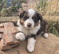 Matt, a male Australian Shepherd for sale in Snowflake, AZ – Photo 3 of 5