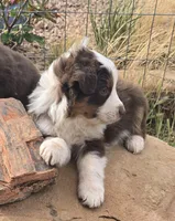 Matt, a male Australian Shepherd for sale in Snowflake, AZ – Photo 2 of 5