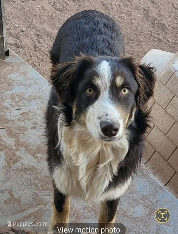 Scarlet – Australian Shepherd puppy for sale in Snowflake, AZ